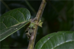 Glochidion tomentosum